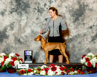 Vizsla #6 Sat Maj WB Stout Carol and Phil Stout Agent Gerry Thornton +Judge J Indeglia