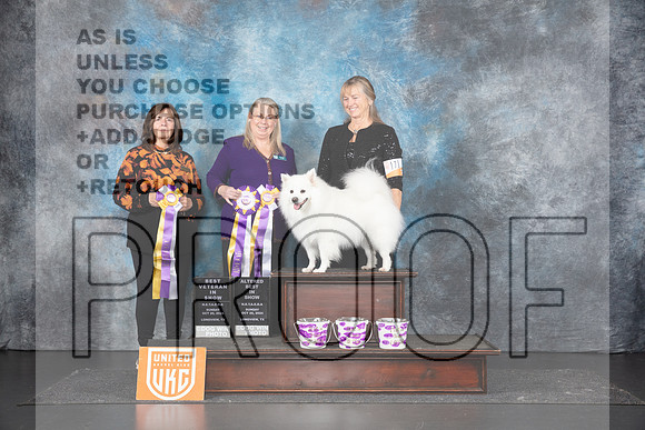 American Eskimo # VBIS ABIS Judges Sandra Phillips & Terri Rein__JP_1577_UKCLNGVIEWOCT2024_2024_HR3