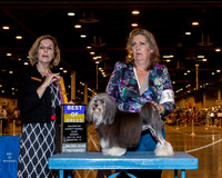 Lowchen #12 Sun BOB Aubert Ginger Judge Dr Wanda V Spediacci
