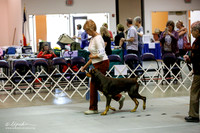 Doberman Pinscher #9 Sat Pref Opn Sandra White