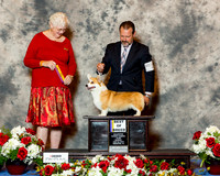 Pembroke Welsh Corgi #29 Sun BOB Cook Betty M Judge Joan Zielinski