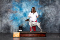 German Shorthaired Pointer #230 Sun CHBM Judge Sandra Phillips
