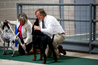 Gordon Setter Sun Ring