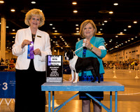 Boston Terrier #38 Sat WB Guidry Linda Judge Mrs Vicki L Abbott
