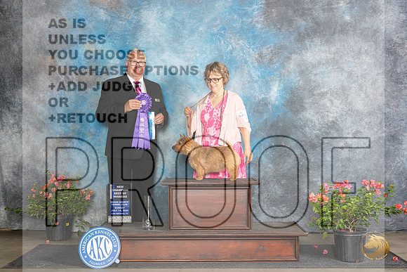 Norwich Terrier #16 BOWCH Judge John F Booth__JP_5867_San Antonio_2024_HR3
