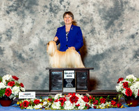 Lhasa Apso #7 Sat SD Hamilton K Holibaugh Xeralane B Prato e Takamoto Agent Tonia Halibaugh PHA Judge Dr Robert A Indeglia RESHOOT