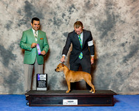Staffordshire Bull Terrier #12 Wed Maj WB Cournoyer Zane Smith and Terri Agent Aaron Bradshaw Judge Joa Machado
