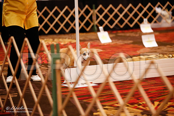 _JJ_7331-HstnCorgiFeb2015-HR3
