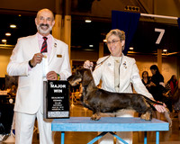 Dachshund Wirehaired #14 Sat SB Maj Ray Shirley Judge Dr Kenneth H Levison