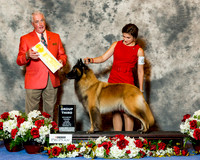 Belgian Tervurn #6 Sat G3 Andric Melinda and Judy Haws Judge Dr Steve Keating