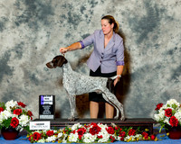 German Shorthaired Pointer #31 Sat Maj WD Ward Nancy Agent Gerry Thornton