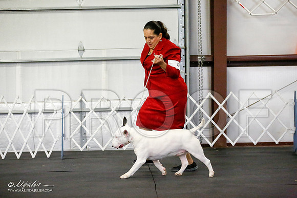 _JJ_1410-BullTerrierAzilApr2016-HR3