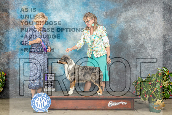 Miniature American Shepherd #17 Fri WD Judge Patti Widick NealeMJP_8453_SA2023_HR3