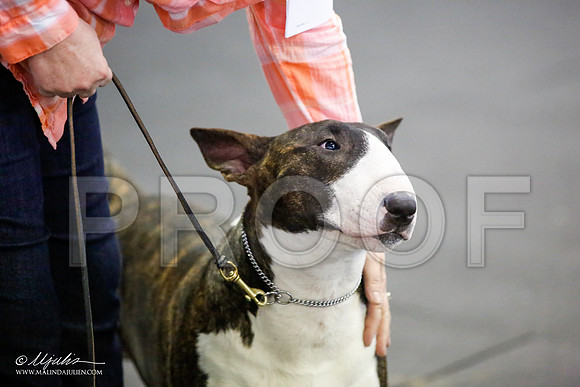 _JJ_3972-BullTerrierAzilApr2016-HR3