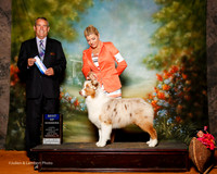 Australian Shepherd #7 Sun BOW Holy Dana Bouget Judge Dana Cline