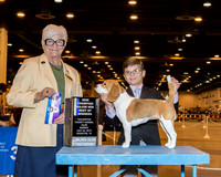 Beagle 13 #10 Sun BOW Maj NC Hurley Kris & Fenric Towell Judge Mrs Murrel Purkhiser