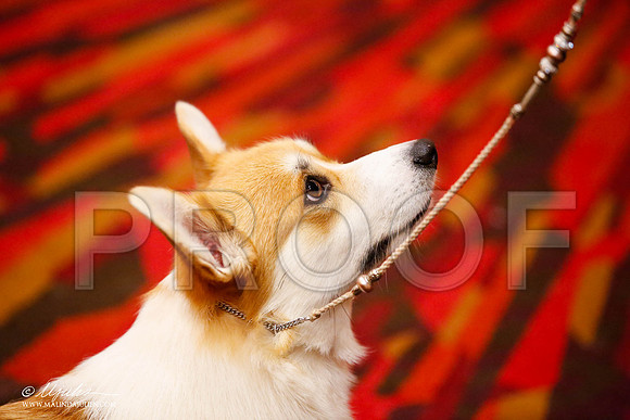 _JJ_1010-HstnCorgiFeb2015-HR3