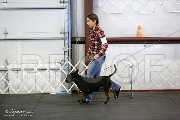 _JJ_2670-BullTerrierAzilApr2016-HR3