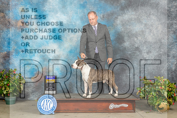 American Sun Staffordshire Terrier #17 BOB Judge Grace FritzMJP_9837_SA2023_HR3