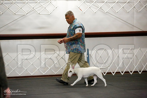 _JJ_3435-BullTerrierAzilApr2016-HR3