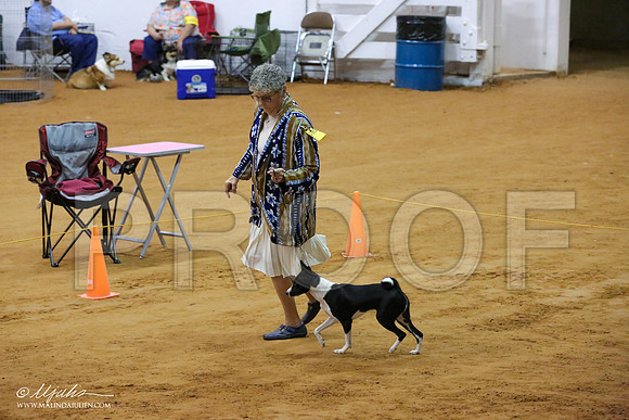 Basenji-7141-IABCAFWSPT13-HR