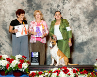 Bull Terrier Colored #27 Thurs Maj WD Best in Sweeps Arnoldo Salazar Salas Judge Diane Foote