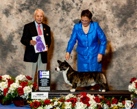 Cardigan Welsh Corgi #9 Sat WD Maj Macnair Dr Elizabeth S & Eleanor S Macnair Judge Mr Robert Stein