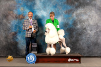 Poodle Standard #5 WED SD Judge Timothy Catterson