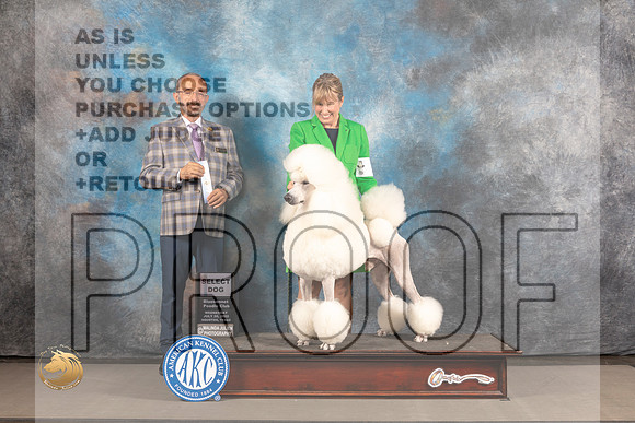 Poodle Standard #5 WED SD Judge Timothy Catterson_MJ_2498_Houston_2022_HR3
