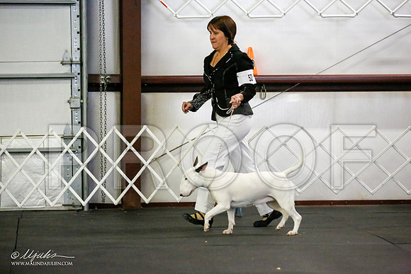 _JJ_1768-BullTerrierAzilApr2016-HR3