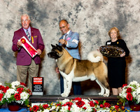 Akita #5 Thurs G2 Borrmann Stacey Agent Alvin Lee Judge Steve Keating