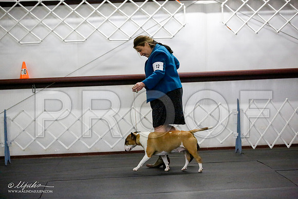 _JJ_2953-BullTerrierAzilApr2016-HR3