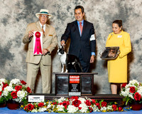 Boston Terrier #9 Fri g2 Saberton sharon Agnet Jorge Olivera Judge Arley Hussin