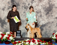 Soft Coated Wheaten Terrier #7 Thurs Puppy G3 Luellen Gretchen and Allison Koester