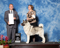 Norwegian Elkhound #5 Sun G4 Parmer Marie Peterson and Elizabeth and Jim Kiesel Agent Terri Galle Judge Dana Cline