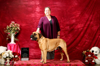 Bullmastiff Sun S1 New Int'l Ch Gloria Walsh