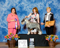 Standard Schnauzer #71 Fri BOB Shriner Leslie Judge Nikki Riggsbee