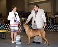 Cane Corso #5 fri WD Alanis Armando Judge Sharon Derrick