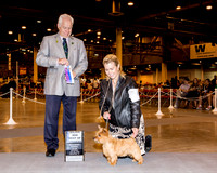 Norwich Terrier #8 Sat BOW Maj Pirlo Louis & Chee Wai Chen & Cary Jay Trexler Agent Jorge Olivera Judge Mr Andrew Bruce Kidd