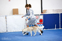 Beginner Puppy Bitch 6-9 Sat Ring