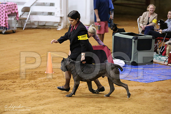 Cane-7795-IABCAFWSPT13-HR