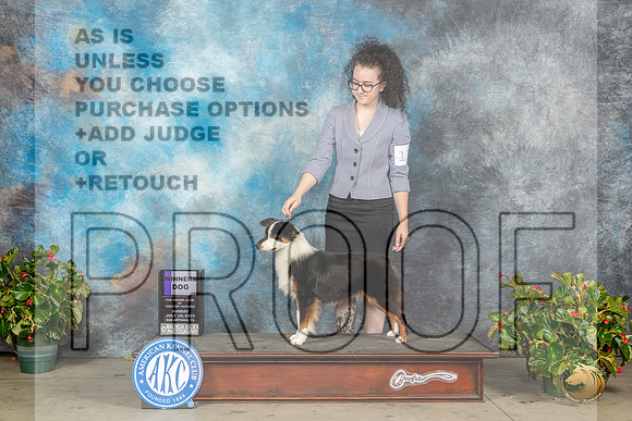 Miniature American Shepherd #11 Sun WD Judge David KirklandMJP_9832_SA2023_HR3
