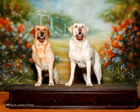 Labrador Retriever #7 Sun Custom Person Adrienne and Susan McKinley
