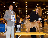 Chinese Shar-Pei #24 Web BOW Myers Lisa Lee and Alegandro Gonzalez