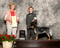 Australian Cattle Dog #8 Sat G3 Tibbets Caden Judge Karen Hynek