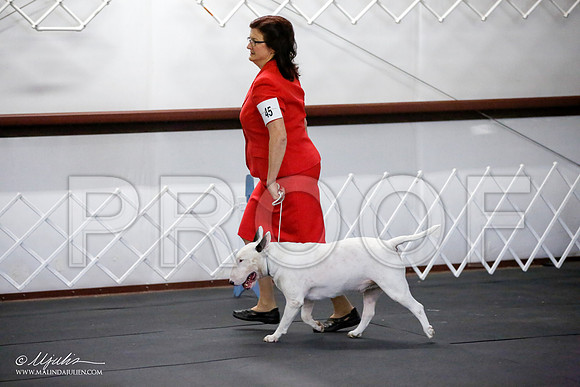 _JJ_1368-BullTerrierAzilApr2016-HR3