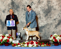 Bull Terrier #32 Sat Maj WB Cournoyer Terri and Glenna Wright and Susan Lybrand Judge Robert Shreve