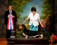 Basset Hound #7 Sun BIS Calhoun Sharon and Steve Calhoun and Bette Williams Agent Nancy Pearson Judge Dana Cline