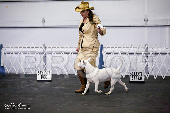 _JJ_3565-BullTerrierAzilApr2016-HR3