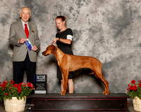 Rhodesian Ridgeback #26 Sun Maj BOW Chastain Shawna Judge Roger Hartinger